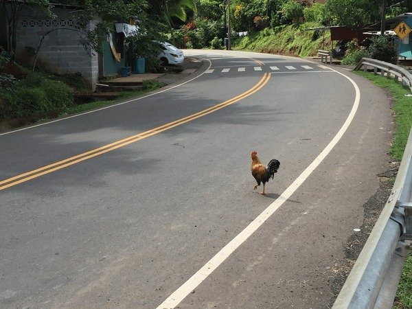Overview of juego chicken road